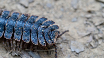 huge black millipede crawling on the forest ground