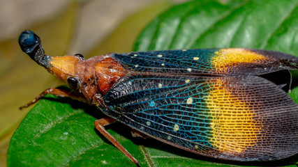 closeup of lantern bug (Pyrops sp), called by native tribe of Borneo (Dayaknese) as Dalung uloi and...