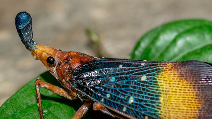 closeup of lantern bug (Pyrops sp), called by native tribe of Borneo (Dayaknese) as Dalung uloi and...