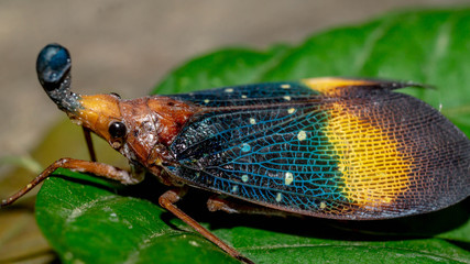 closeup of lantern bug (Pyrops sp), called by native tribe of Borneo (Dayaknese) as Dalung uloi and believed has magical power