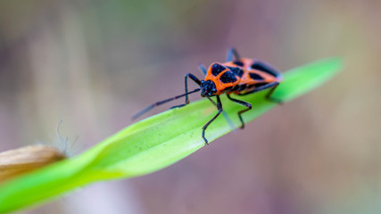 Naklejka premium closeup of colorful insect on a green grass