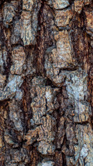 detail closeup of bark of a tree. natural abstract texture background
