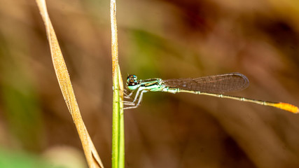 closeup of a dragonfly perching on the grass