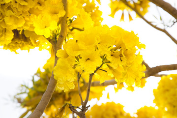 Tabebuia argentea britt tree, full yellow flowers isolated on White Blackground.