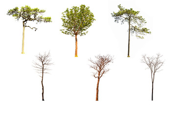  Group of green trees and dead tree groups isolated from a white background.