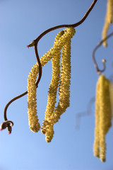 Naklejka premium Haselnussblüte. Pollenstaub im Frühjahr