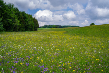 Blumenwiese am Waldrand