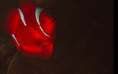 Red and White Clownfish resting in his Anenome bed