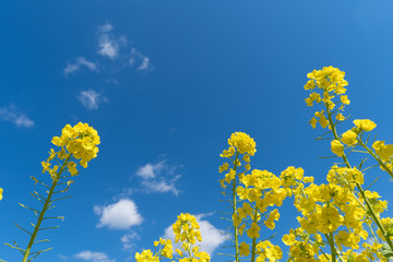 菜の花