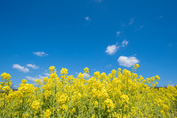 菜の花