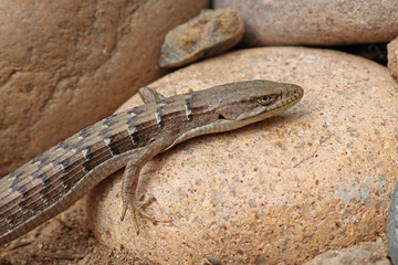 Alligator Lizard Southern Elgaria multicarinata 