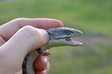 Southern Alligator Lizard in Hand (Elgaria multicarinata)