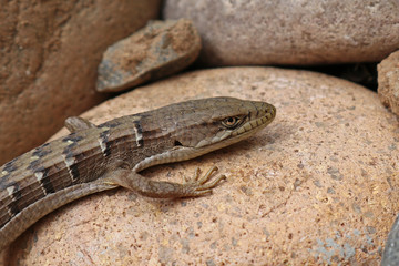 San Diego Alligator Lizard a.k.a. Woodland Alligator Lizard