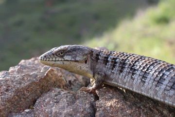 Woodland Alligator Lizard (Elgaria multicarinata webbii)