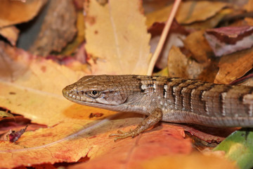 Southern Alligator Lizard (Elgaria multicarinata)