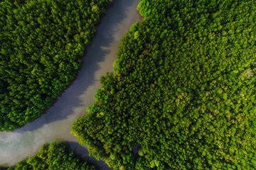 Aerial view lanscape of mangrove tropical forest