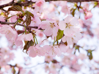 Obraz premium エゾヤマザクラ