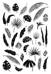Silhouette palm leaves. Black jungle plants, summer foliage isolated elements exotic floral branches. Vector monstera plant silhouettes set © SpicyTruffel