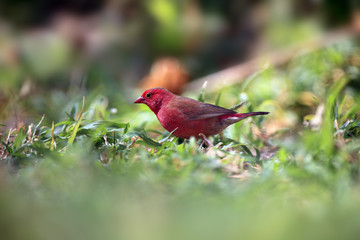The red-billed firefinch or Senegal firefinch (Lagonosticta senegala) sitting in green grass.A small red passerine sitting on the ground in a lot of green grass.