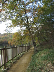 Fototapeta premium 紅葉の遊歩道