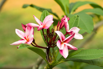 Beautiful of plumeria Flower