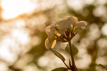 Beautiful of plumeria Flower