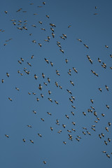 Flock of birds in the flight. Great White Pelican (Pelecanus onocrotalus). Evros Delta. Greece