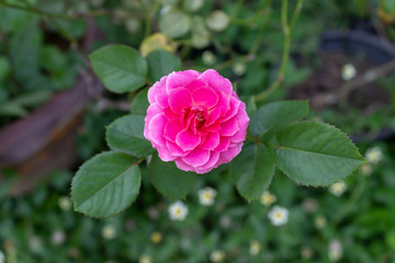 single small pink rose