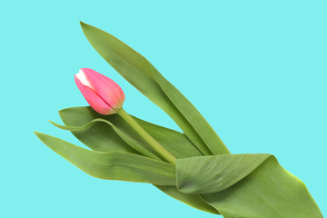 Pink tulip on a turquoise background close up
