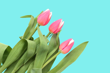Pink tulips on a turquoise background close up