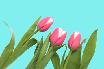 Pink tulips on a turquoise background close up