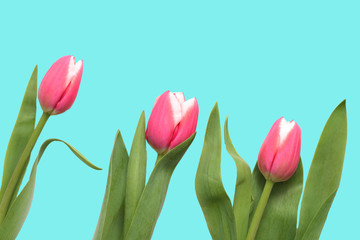 Pink tulips on a turquoise background close up