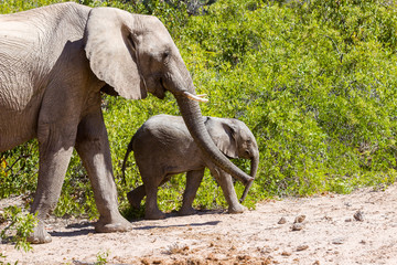 Fototapeta premium Elefanten