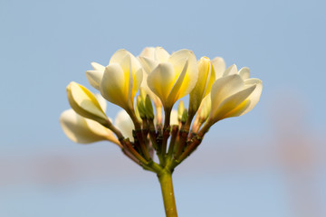 Beautiful of plumeria Flower