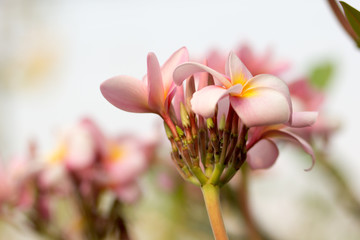 Obraz na płótnie Canvas Beautiful of plumeria Flower