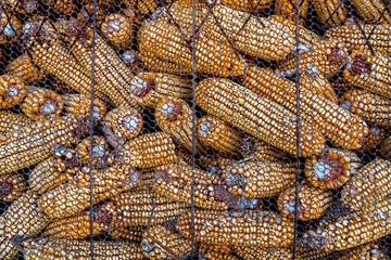 Preservation of food, Dried storage corn in net cage for background