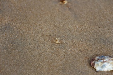 Fototapeta na wymiar crab in the sand
