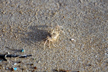 crab in sand