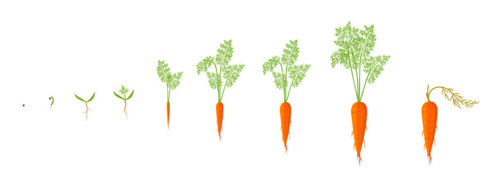Growth stages of carrot plant. Vector illustration. Daucus carota. Orange carrots tap root vegetable botany life cycle. Harvest cultivation and development.