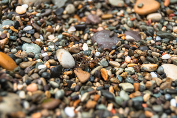 A different color pebble on the beach