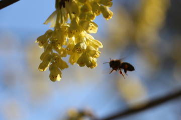 bee on a flower