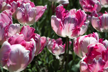 Obraz premium pink with white tulips close up