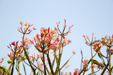 Beautiful of plumeria Flower