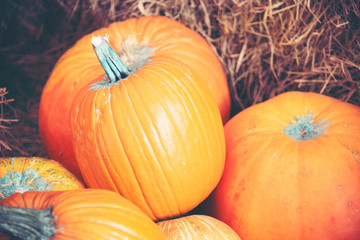 Giant Pumpkin Cultivated from Modern Industrial Agricultural Systems