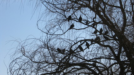 Obraz premium Birds sitting on tree branches.
