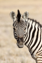 Naklejka premium Zebra
