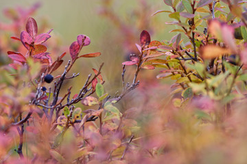 echte Moorbeere (Vaccinium uliginosum) im Herbstkleid, Island