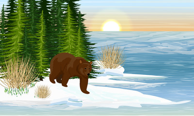Big Brown Bear on the shore of a forest lake. Spring. Melting ice, the first snowdrops. Spruce forest. Wild animals of Europe and America. Realistic Vector Landscape