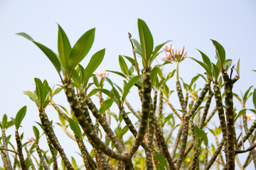 Naklejka premium Beautiful of plumeria Flower