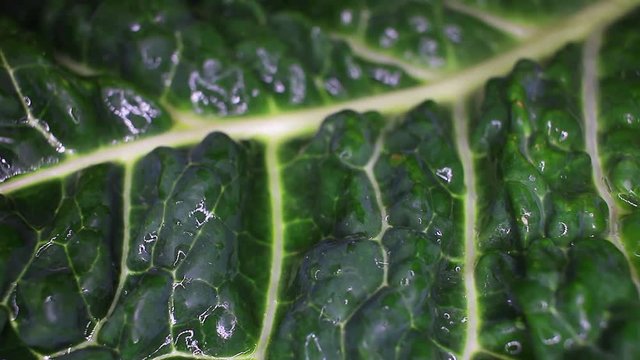 Kale cole leaf closeup texture video on rolling rotating looping plate